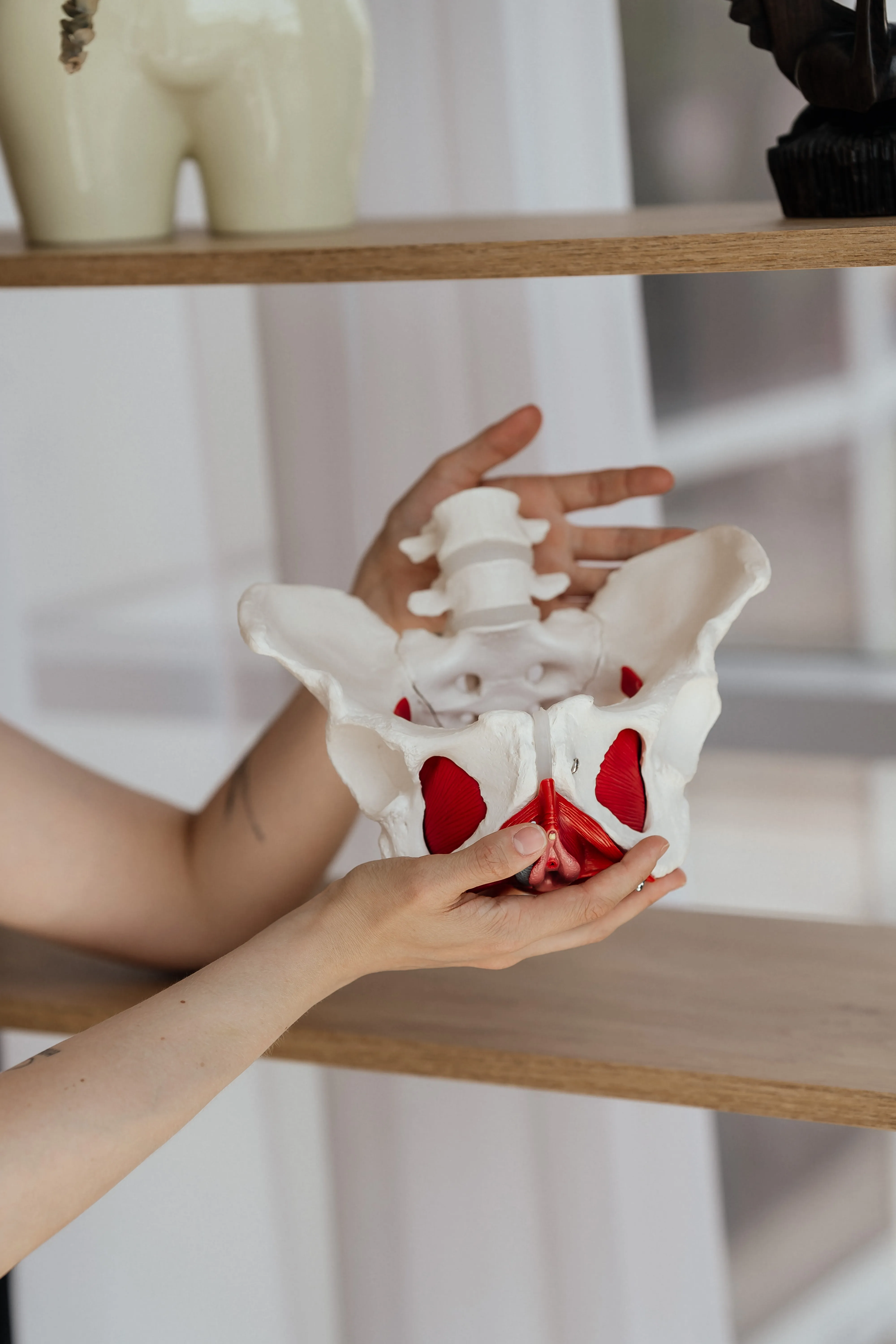 Руки тримають анатомічну модель тазу з виділеними м'язами тазового дна