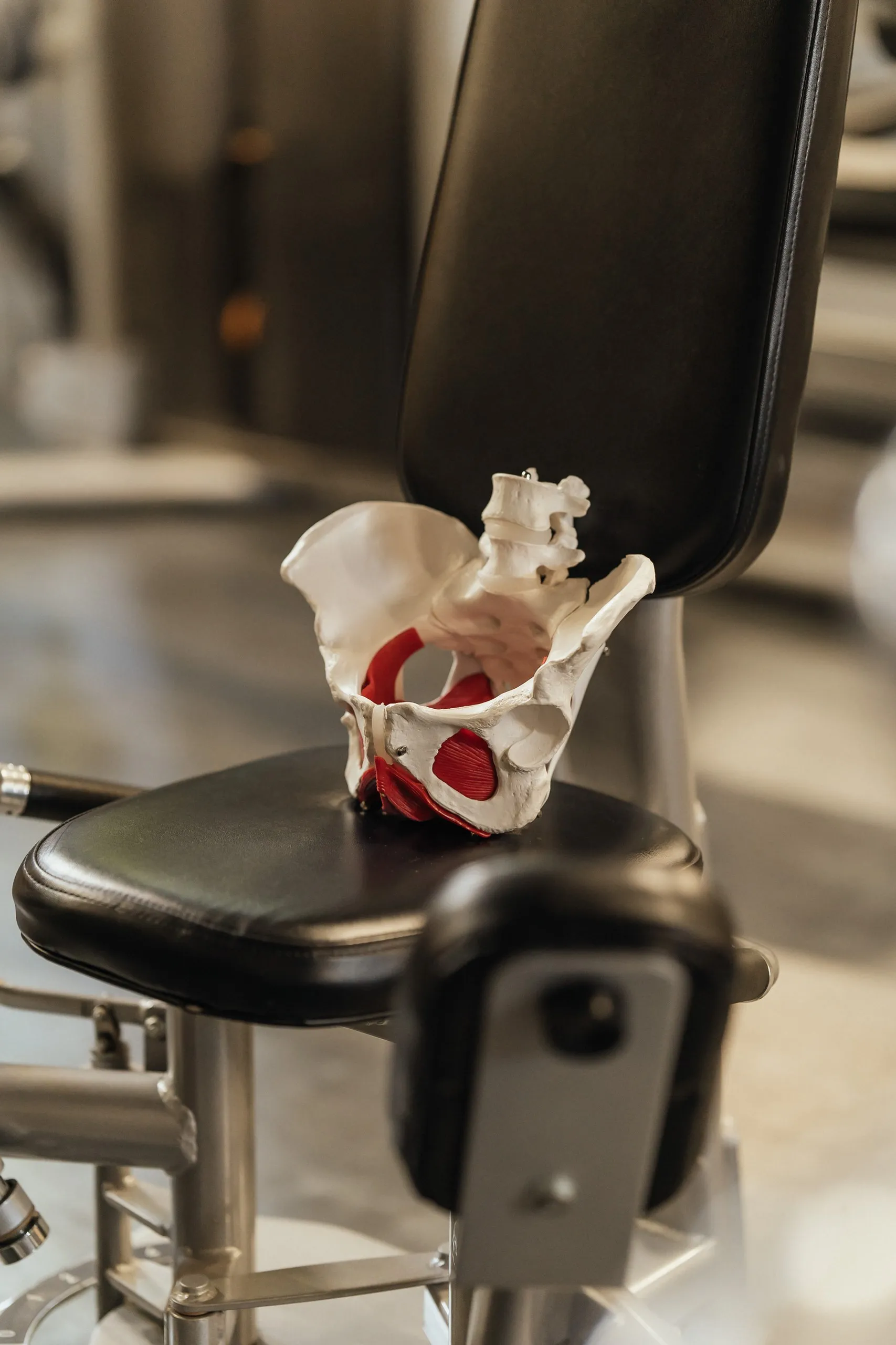 Модель тазу з м'язами тазового дна на чорній тренувальній лавці